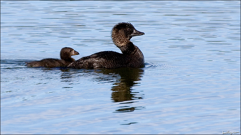 musk.duck.1.jpg