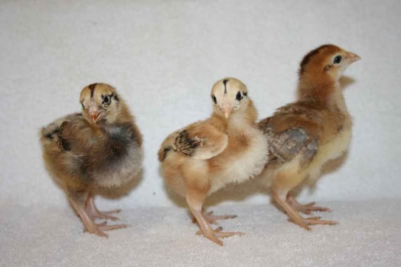 Chicks.jpg