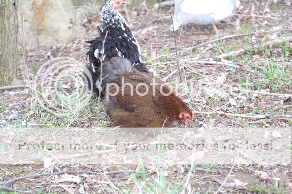 mychickens024-3.jpg
