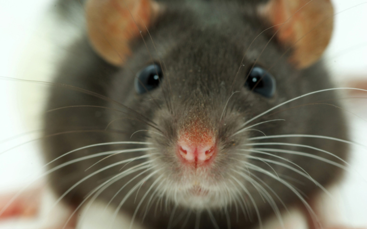 MOuse.jpg