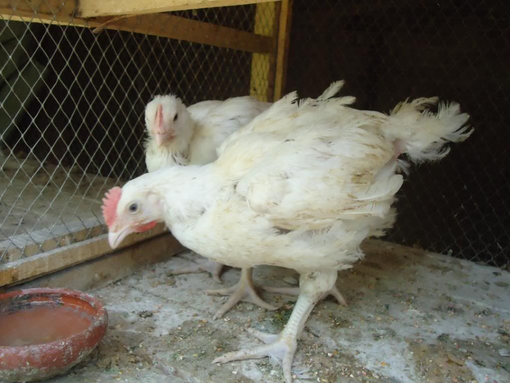 guinneafowl042.jpg