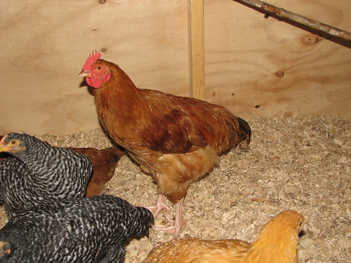 3805712006_1d10bec5b4.jpg
