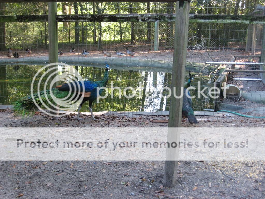 IMG_0376.jpg