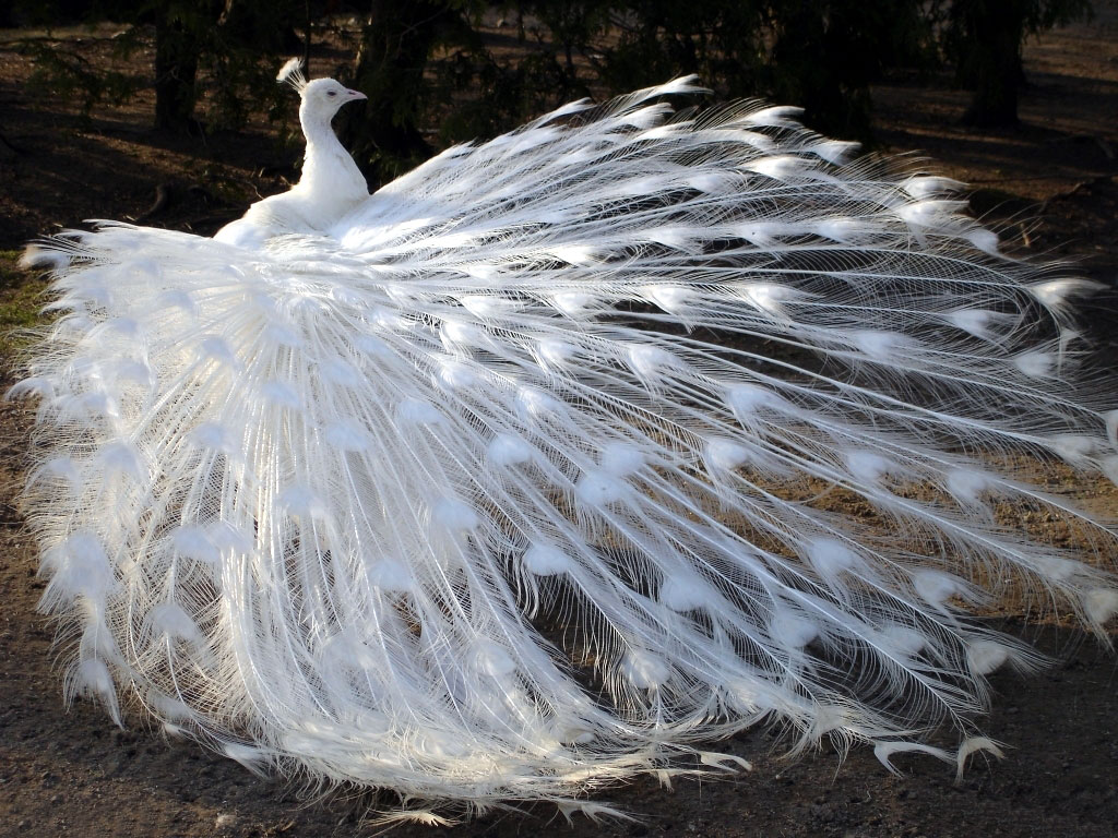 Beautiful-Birds-daydreaming-32782291-1024-768.jpg