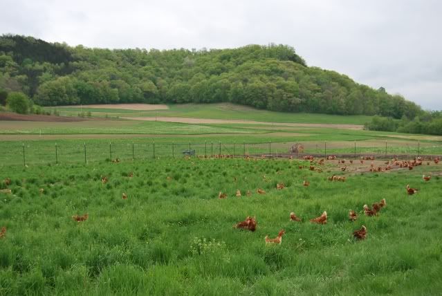 Hens018.jpg