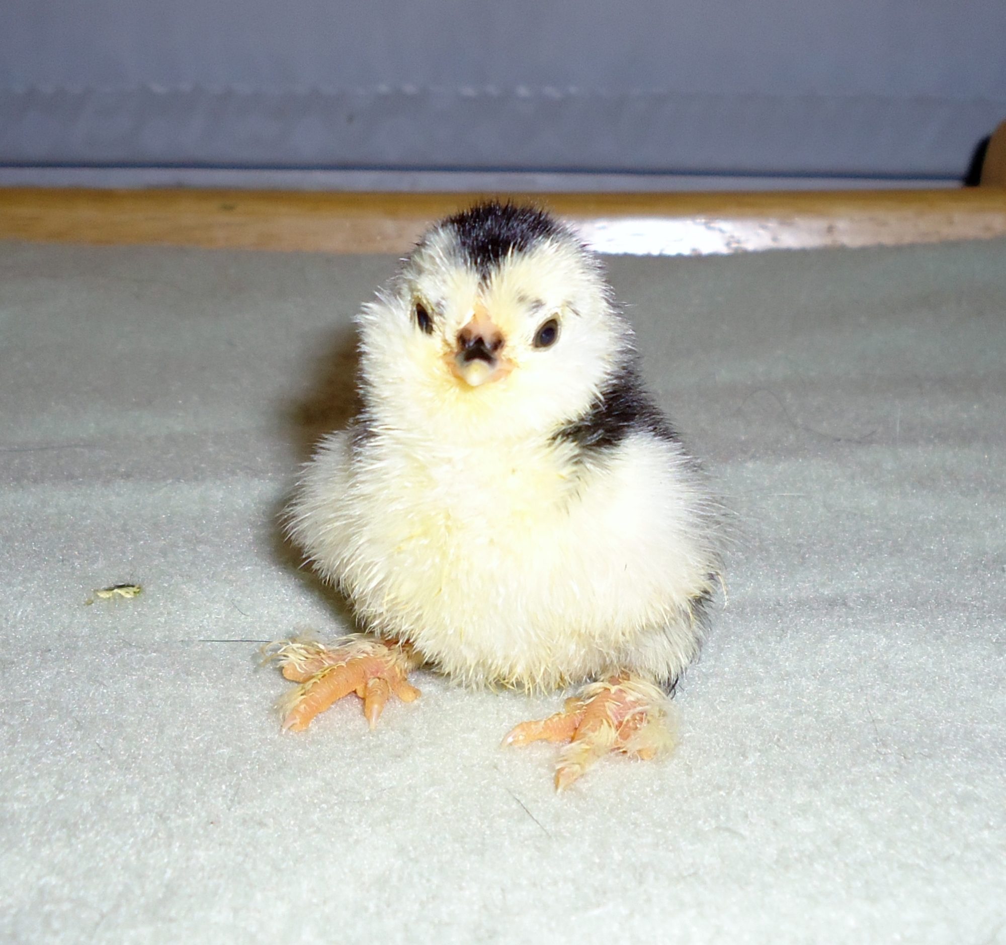 900x900px-LL-09c53ea7_010penquin.jpeg