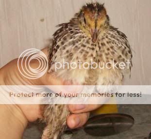 quail2fem.jpg