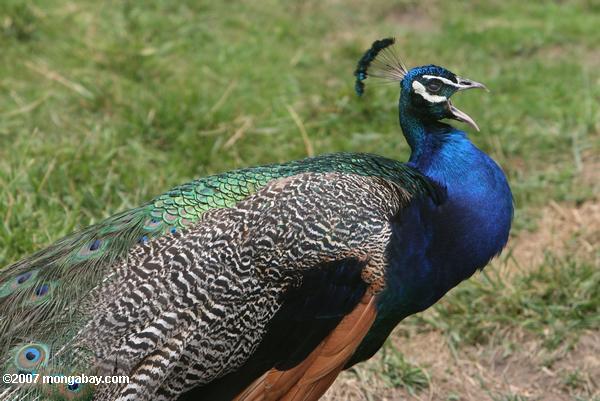 peacock_2836.JPG
