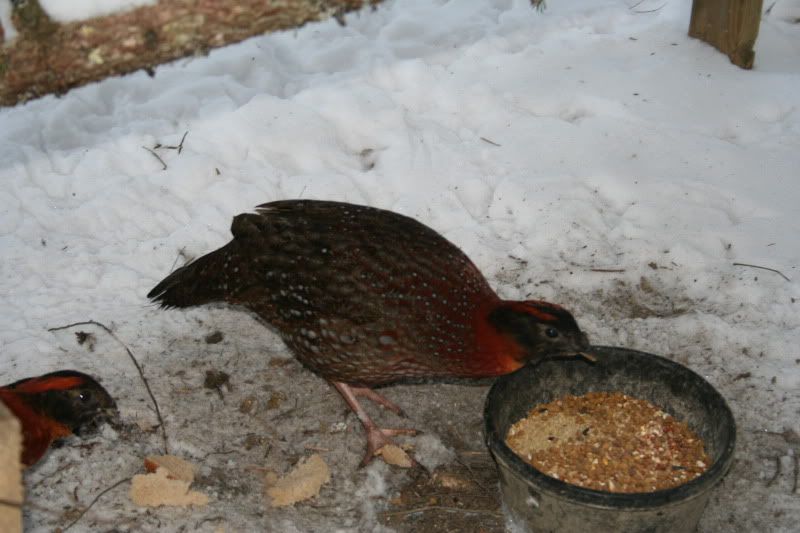 IMG_4174.jpg