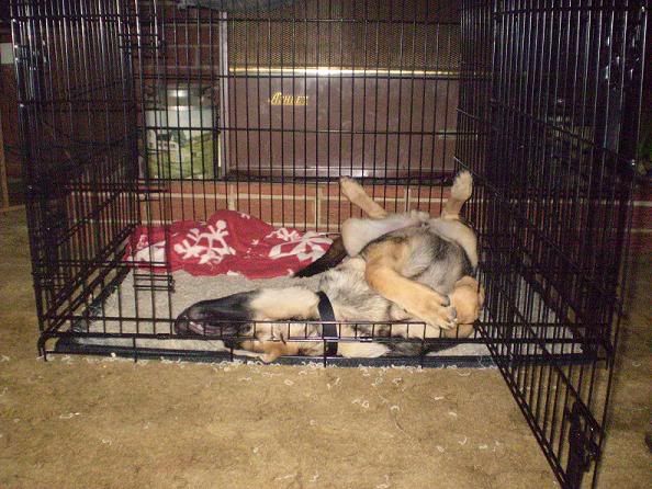 JaxSleeping08-20-09.jpg