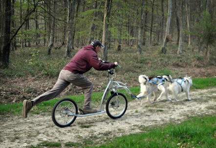 pawtrekker-dog-scooter1.jpg
