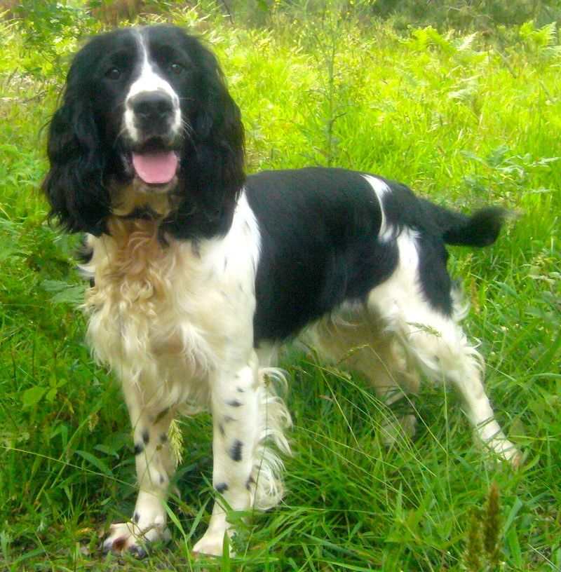 English-Springer-Spaniel.jpg