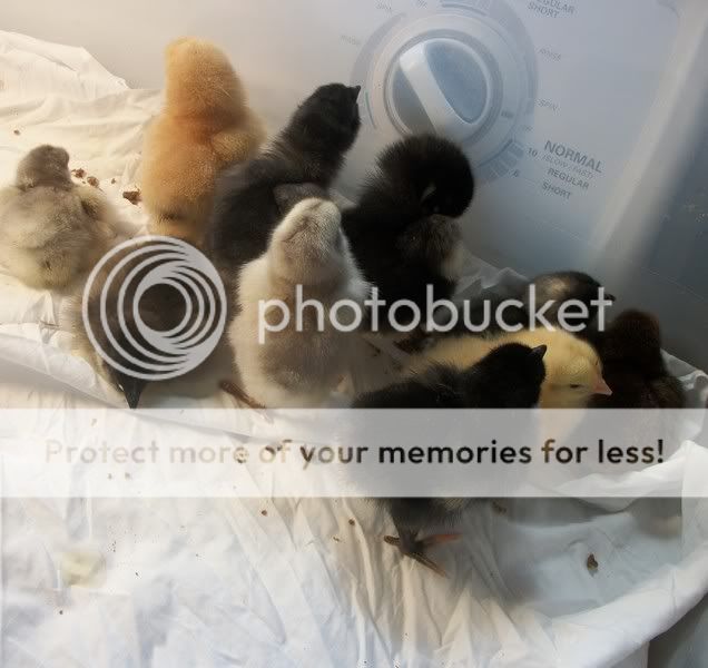 chicks2.jpg
