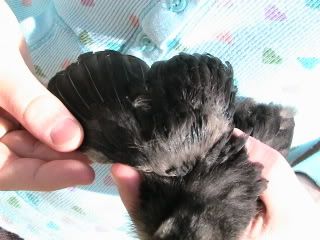 Hatching2009014.jpg