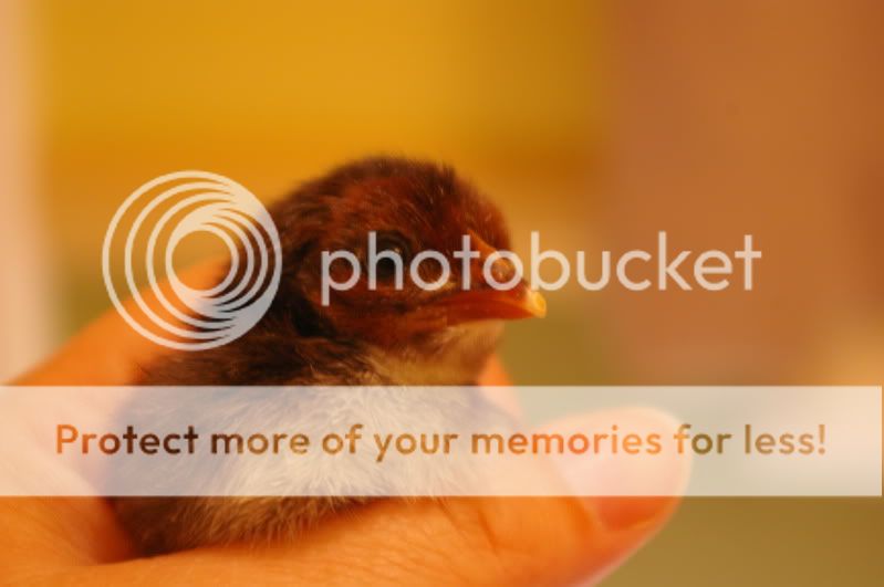 sept10chicks030.jpg
