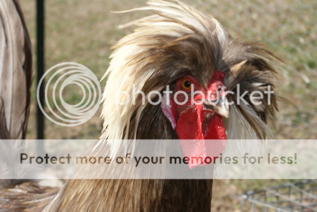 chickens094.jpg