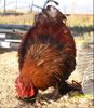 chickensdogs93008-013.jpg