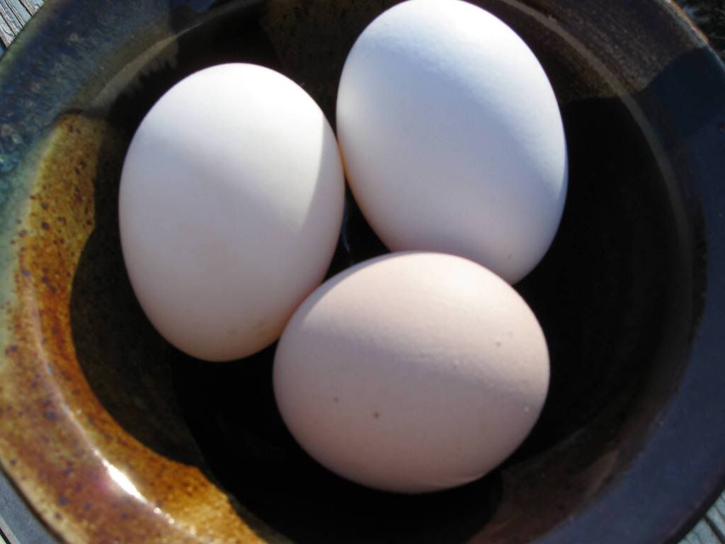 duckegg1.jpg