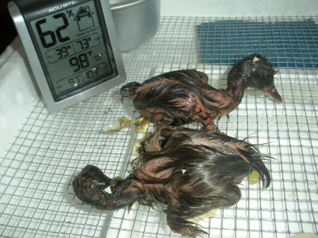 ducks004.jpg