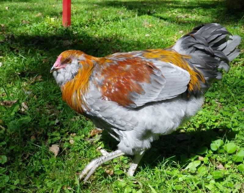 IMGP2156.jpg