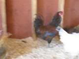 rooster2.jpg