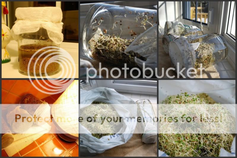 sprouts.jpg