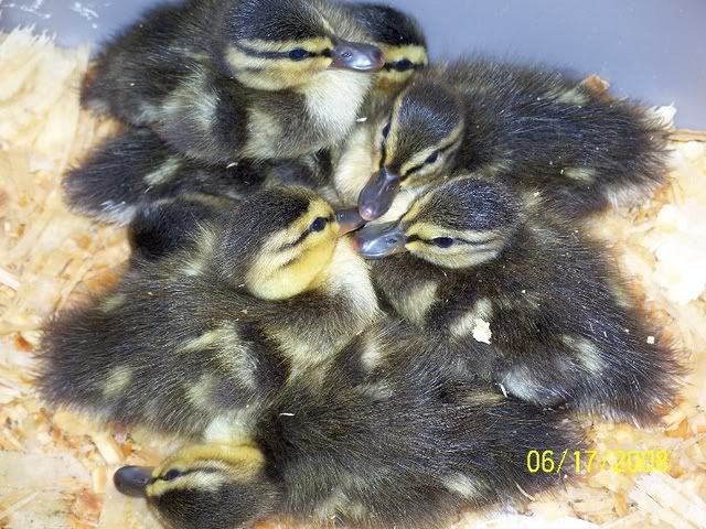 LittleOrphans3.jpg