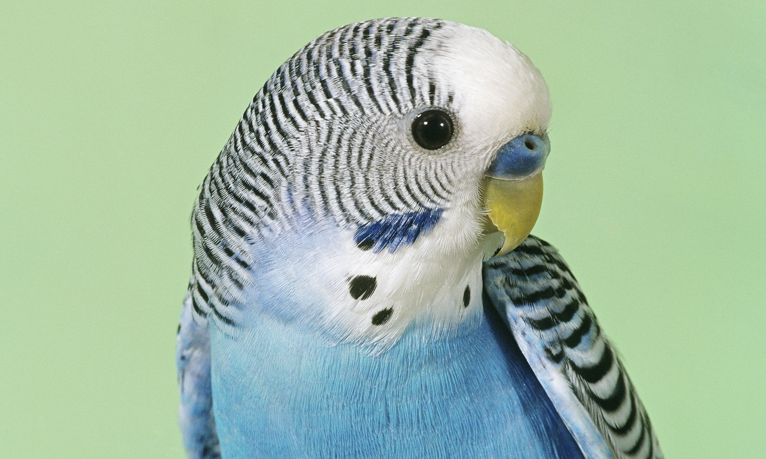 Budgie-014.jpg