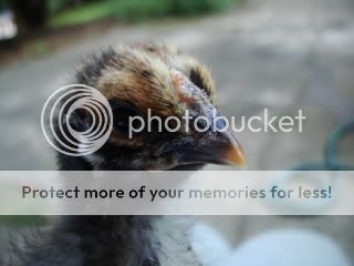 Chicksatalmostthreeweeksold007.jpg
