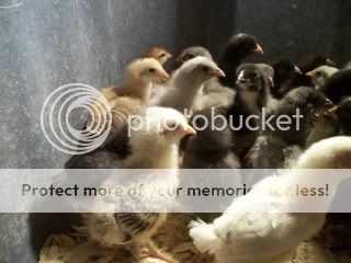 Cagesnchicks006.jpg