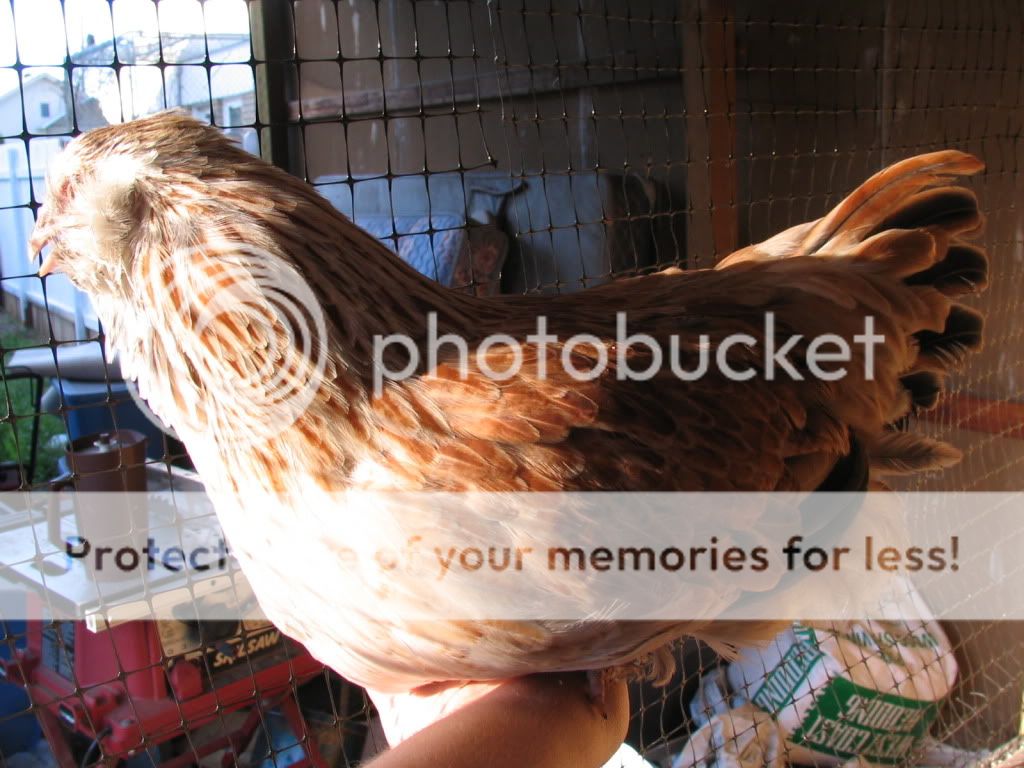 IMG_0080-Copy.jpg
