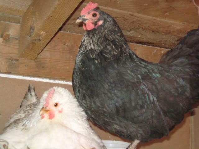 hens006.jpg