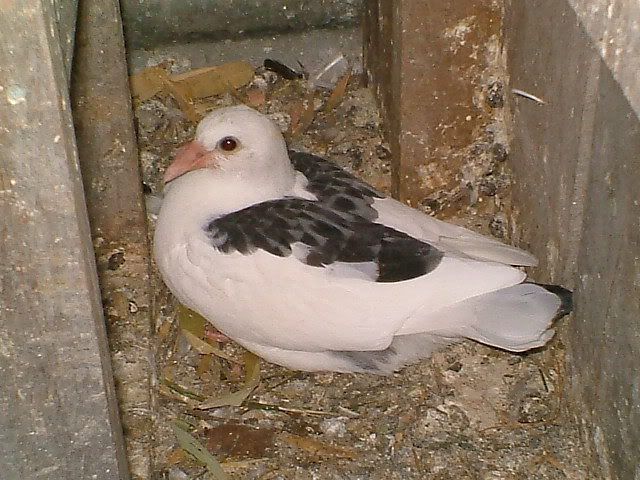 DSCF3169.jpg