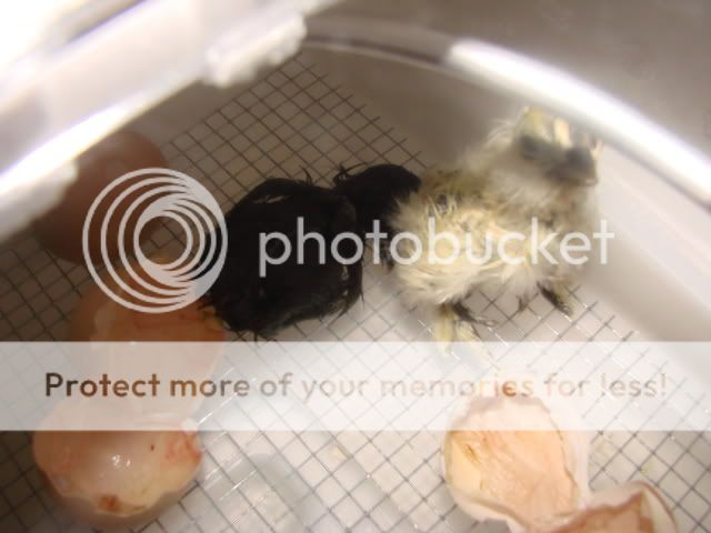 DSC04317.jpg