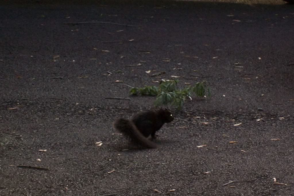 squirrel.jpg