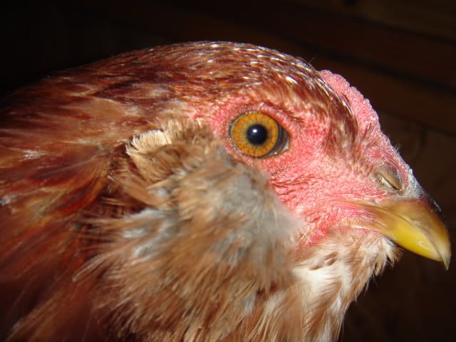 DSC04454.jpg