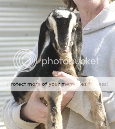 Masai1.jpg