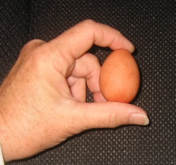 Tinyegg02email.jpg