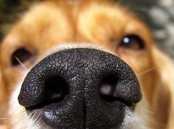 dog-smelling.jpg