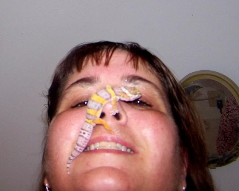 gecko10.jpg
