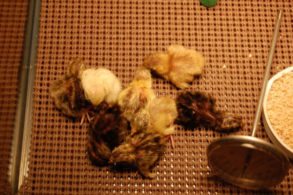 8Buttonchicks2011100.jpg