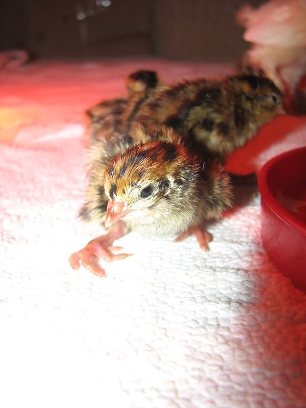 quail012.jpg