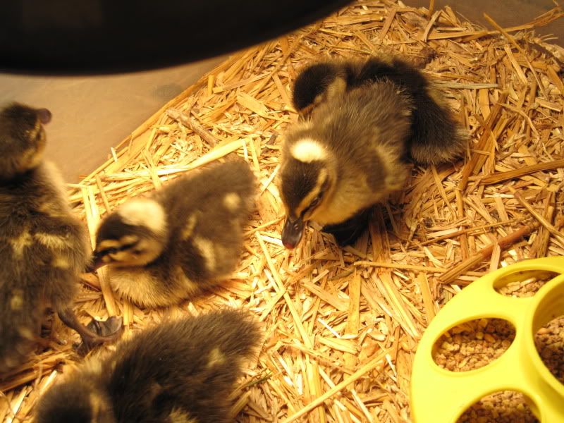 ducks003.jpg