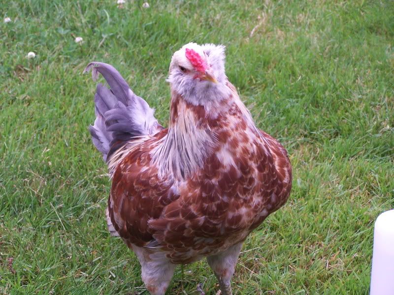 june12outwithchickens225.jpg