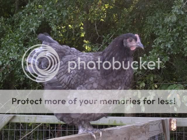 DSCN4400.jpg