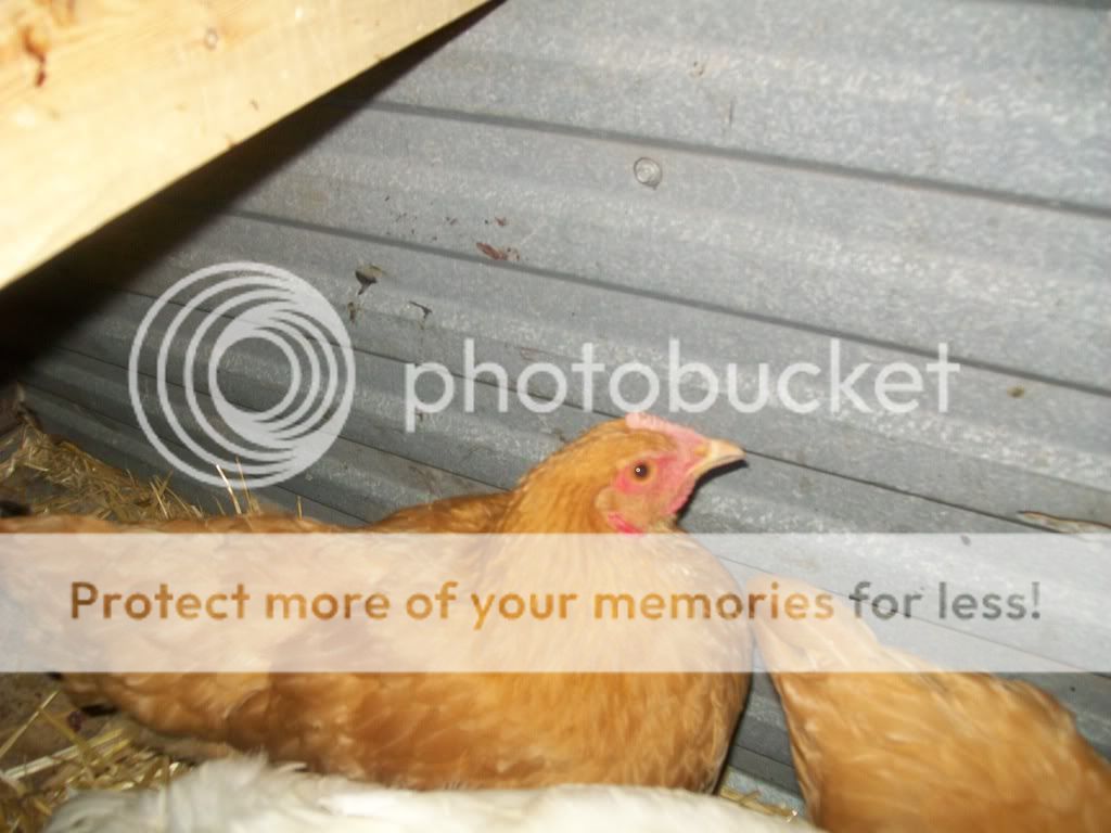 chickenpics054.jpg