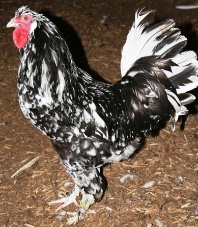 265x265px-LS-115ced49_1324919365_ExcheckerBredaFowl.jpeg
