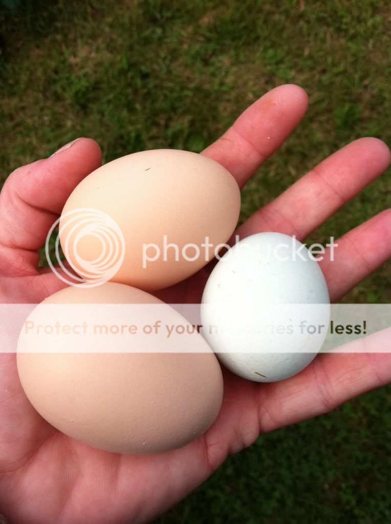 null_zpsd8a7026f.jpg