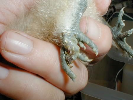chickfoot.jpg