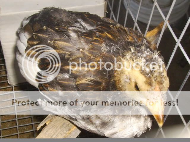 cheep002.jpg